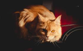 Caramel marc zommer photographies 2