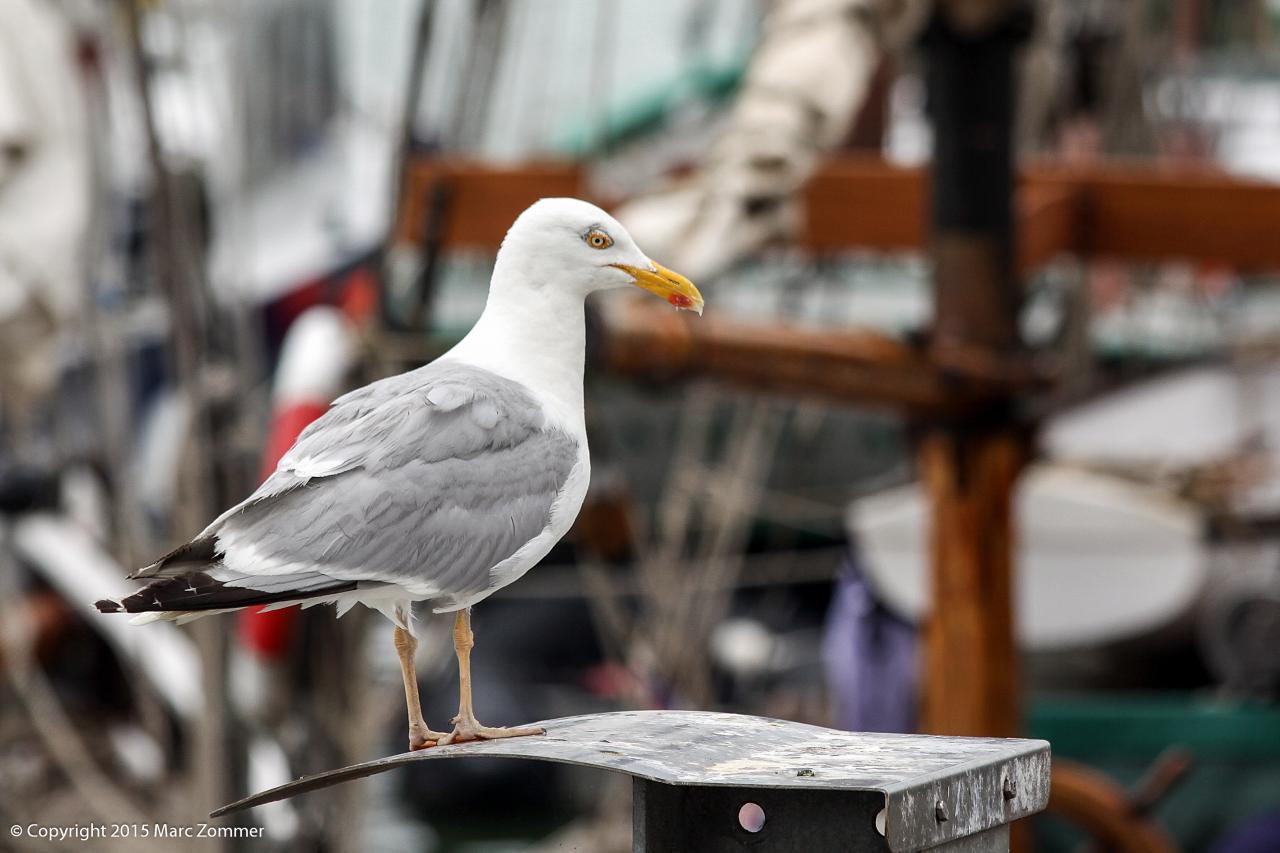 Fête de la mer Boulogne