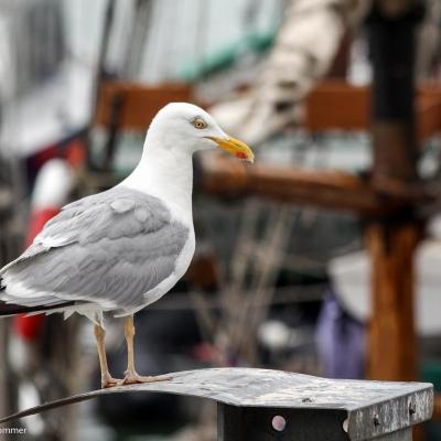 Fête de la mer Boulogne