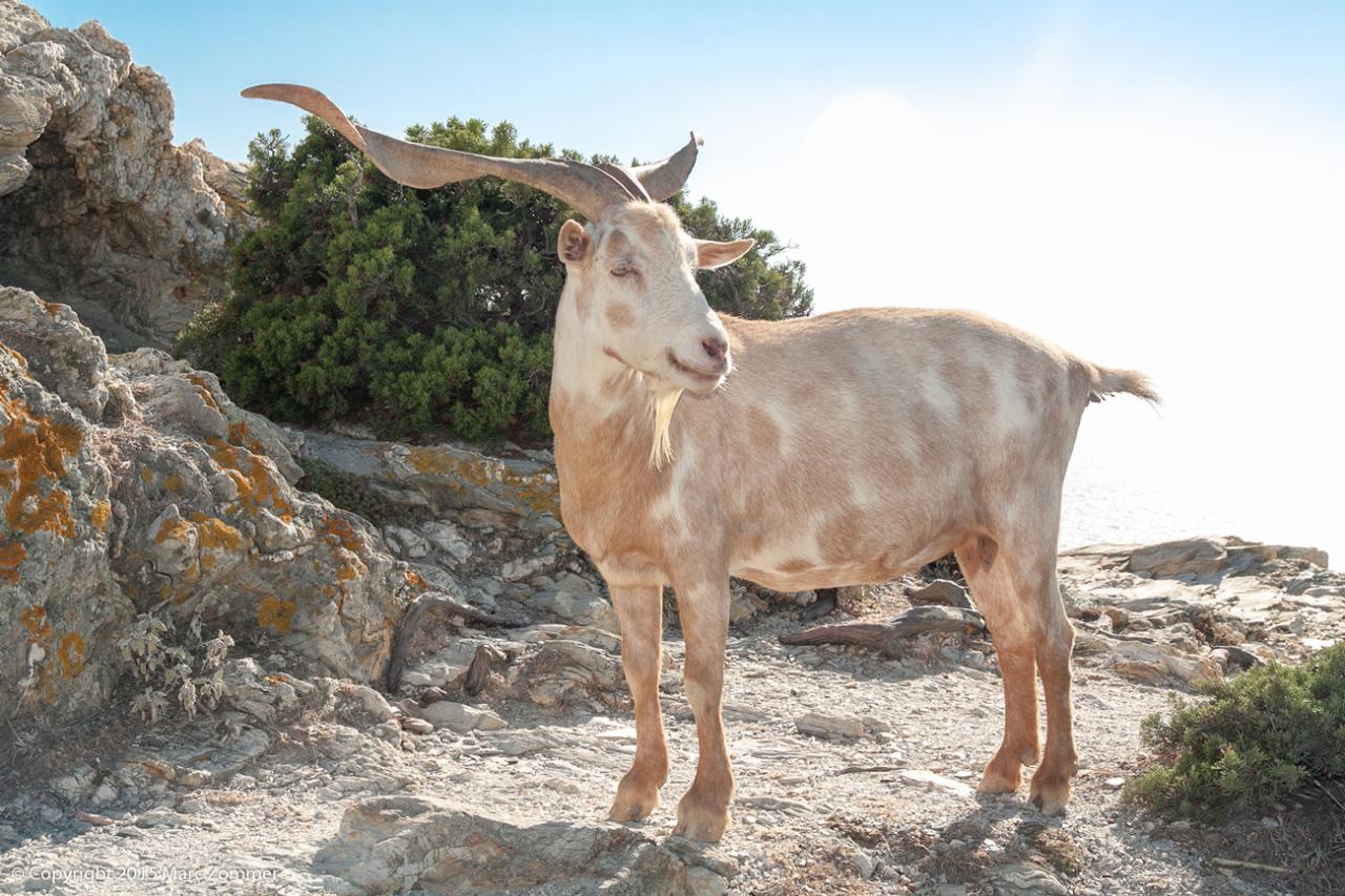 Calanques de Marseille