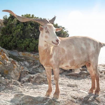 Calanques de Marseille