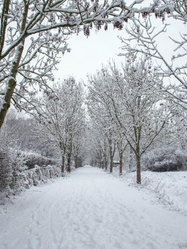 Baisieux sous la neige 