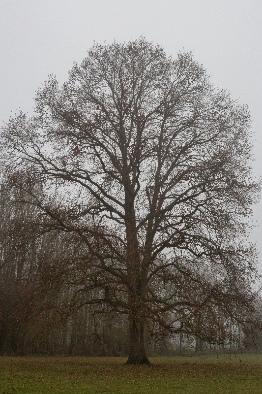 Brouillard - Marc Zommer Photographies