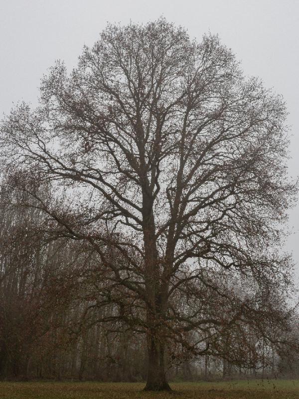 Brouillard - Marc Zommer Photographies