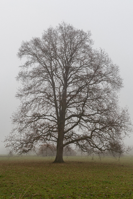 Brouillard - Marc Zommer Photographies