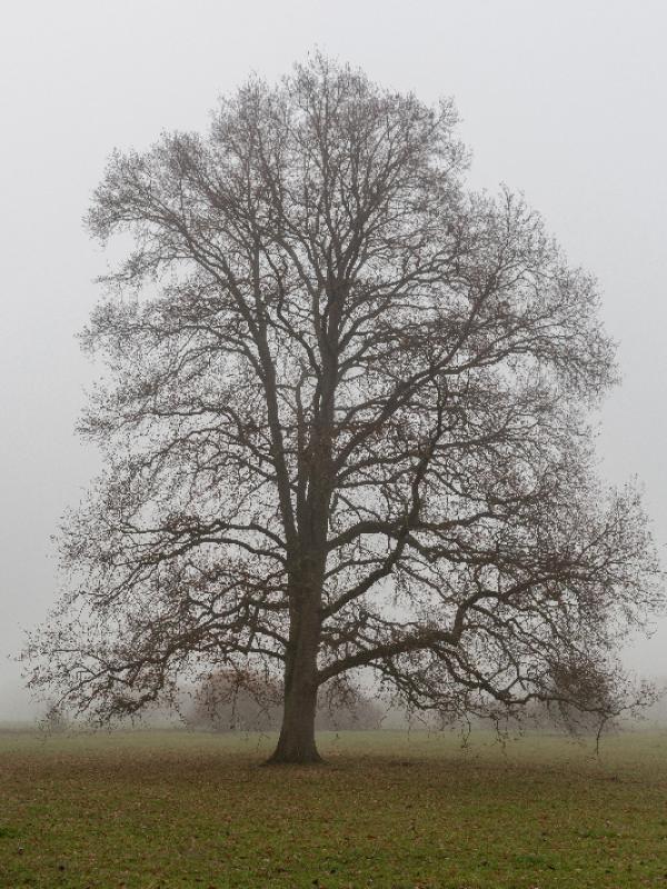 Brouillard - Marc Zommer Photographies