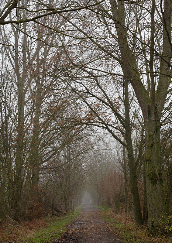 Brouillard - Marc Zommer Photographies 