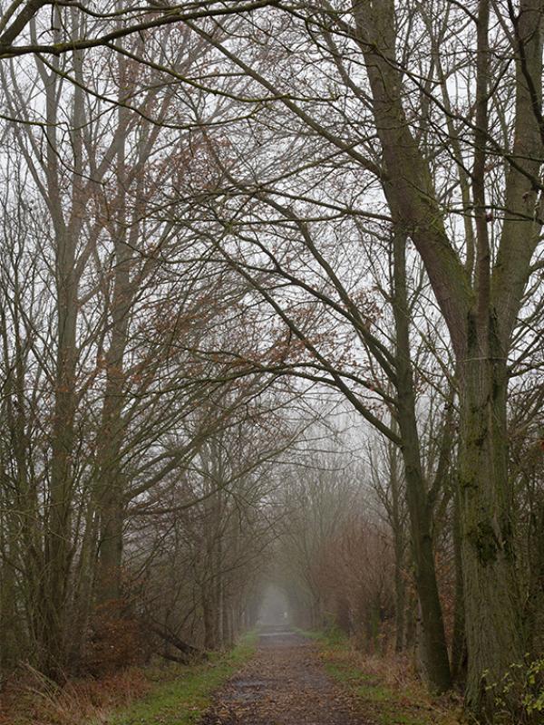 Brouillard - Marc Zommer Photographies 