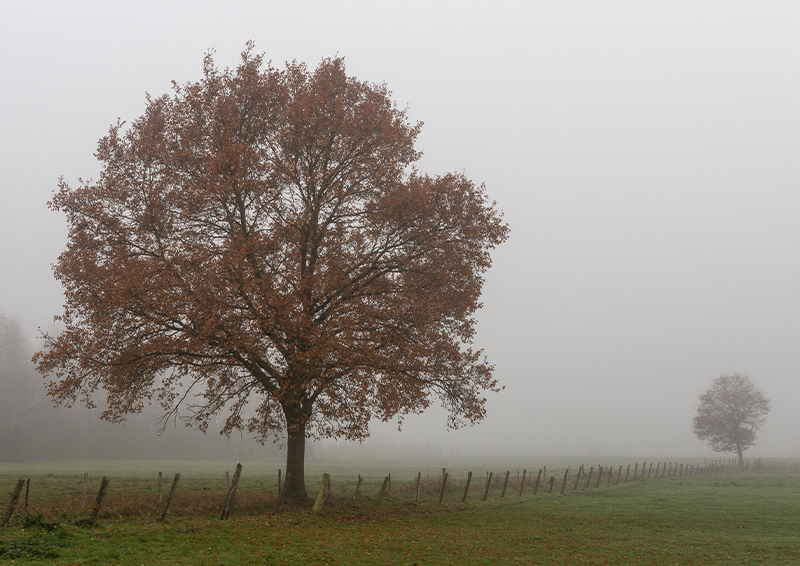 Brouillard - Marc Zommer Photographies 