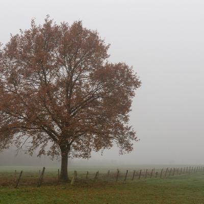 Brouillard - Marc Zommer Photographies 