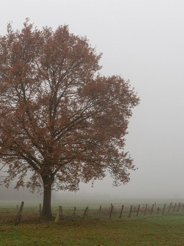 Brouillard - Marc Zommer Photographies 
