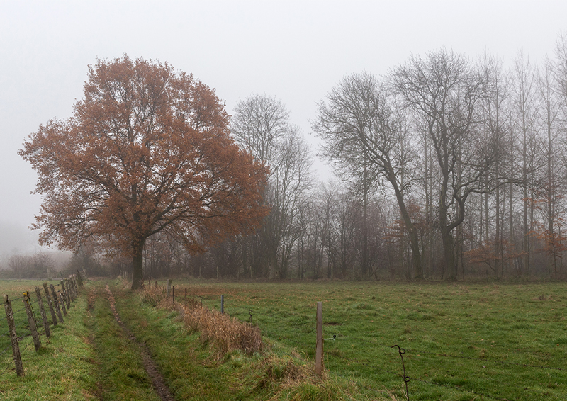 Brouillard - Marc Zommer Photographies 