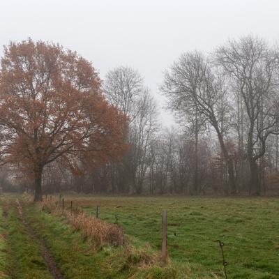 Brouillard - Marc Zommer Photographies 