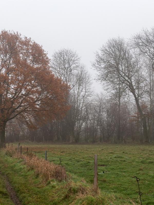 Brouillard - Marc Zommer Photographies 
