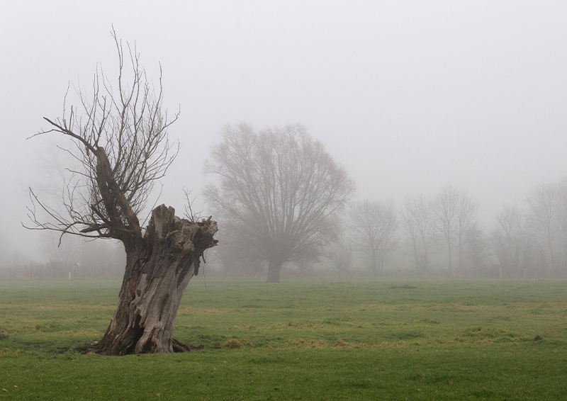 Brouillard - Marc Zommer Photographies 