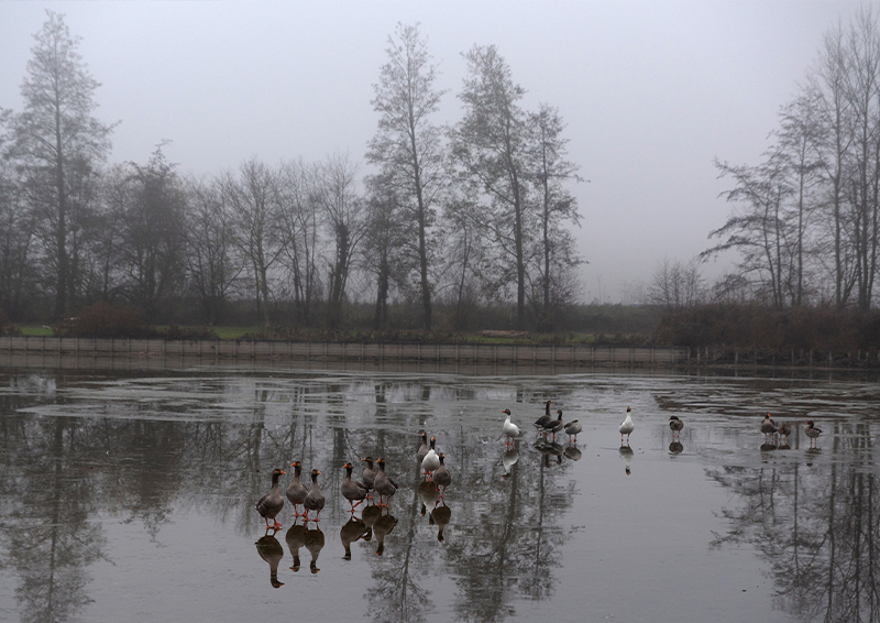 Brouillard - Marc Zommer Photographies 