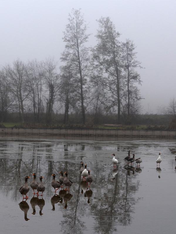 Brouillard - Marc Zommer Photographies 