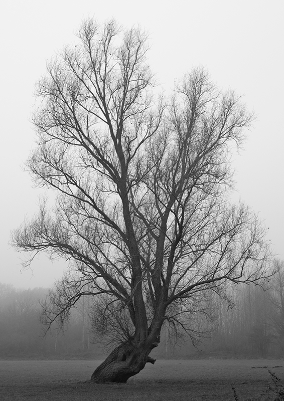 Brouillard - Marc Zommer Photographies