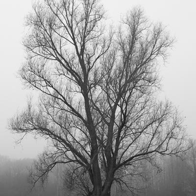 Brouillard - Marc Zommer Photographies