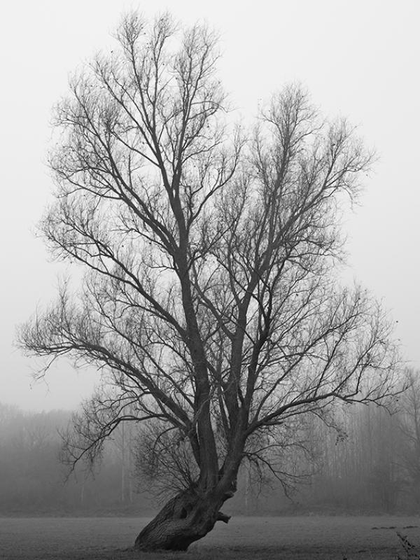 Brouillard - Marc Zommer Photographies