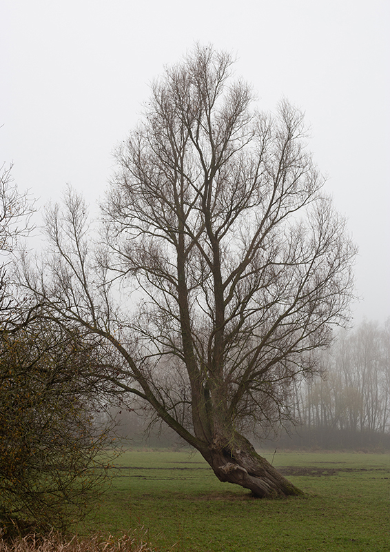 Brouillard - Marc Zommer Photographies