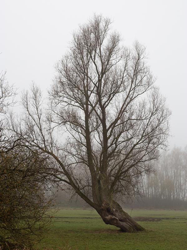 Brouillard - Marc Zommer Photographies
