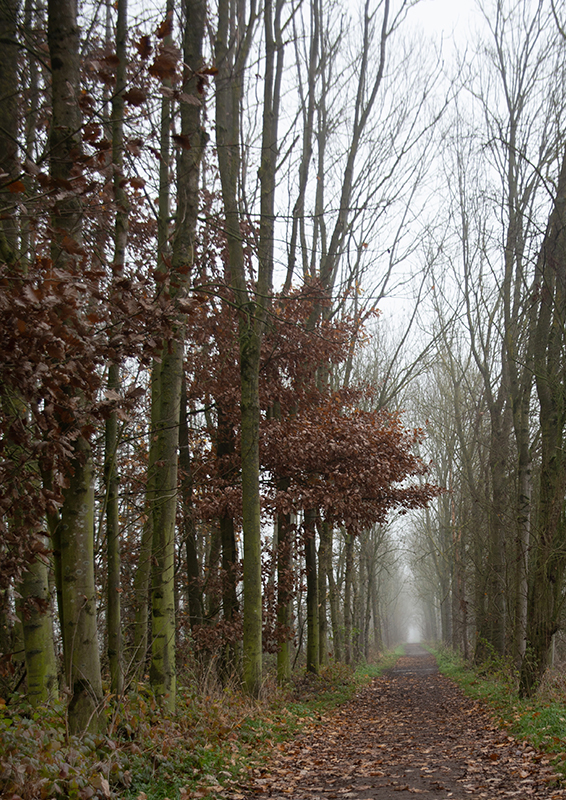 Brouillard - Marc Zommer Photographies 