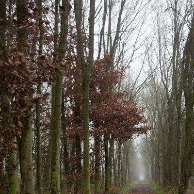 Brouillard - Marc Zommer Photographies 