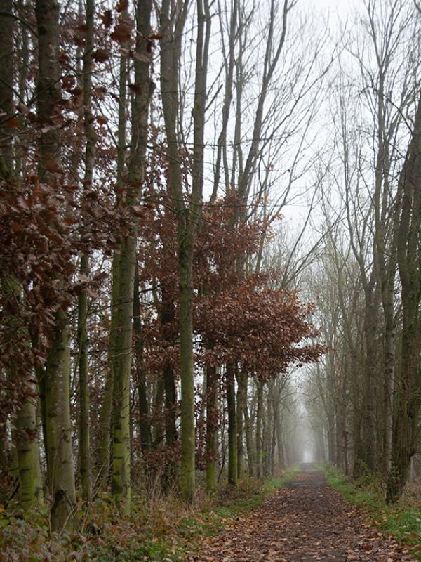 Brouillard - Marc Zommer Photographies 