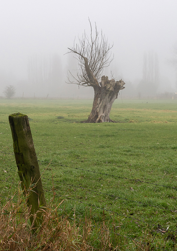 Brouillard - Marc Zommer Photographies 