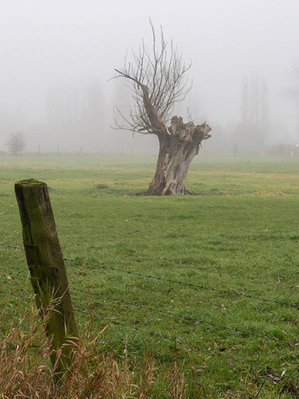 Brouillard - Marc Zommer Photographies 