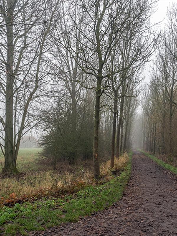 Brouillard - Marc Zommer Photographies 