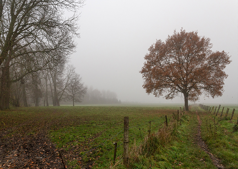 Brouillard - Marc Zommer Photographies 