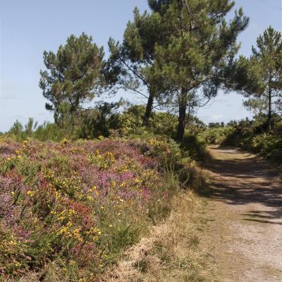 Côte d'Armor  - Marc Zommer Photographies