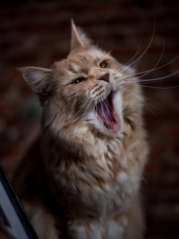 Marc Zommer  photographies 