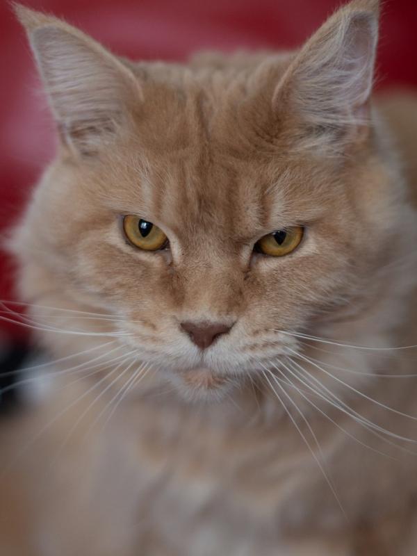 Marc Zommer  photographies 