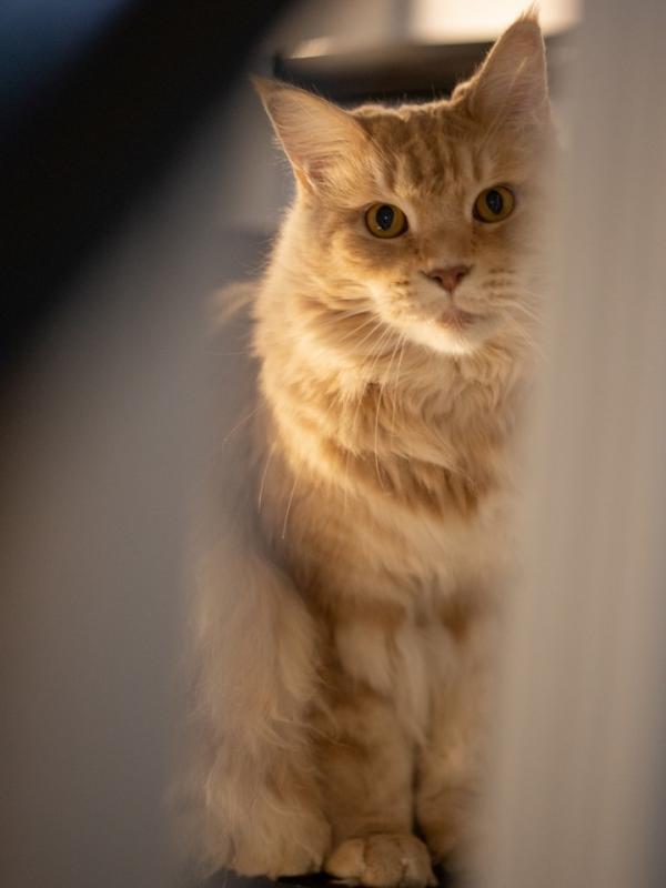 Marc Zommer  photographies 