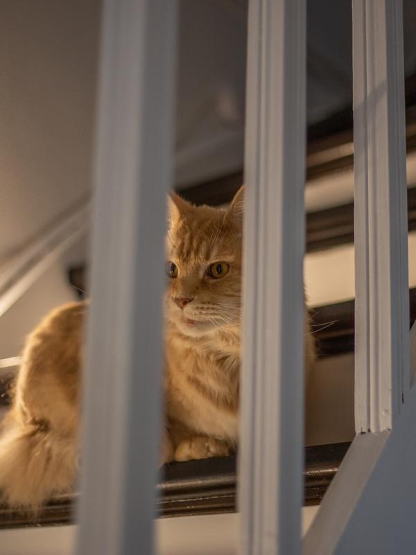 Marc Zommer  photographies 