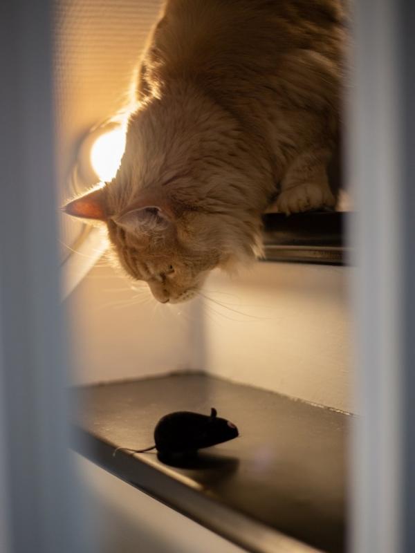 Marc Zommer  photographies 