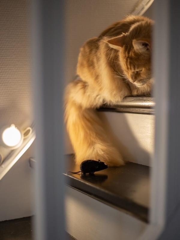 Marc Zommer  photographies 