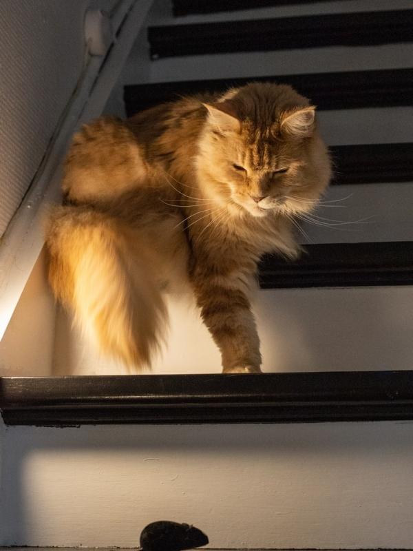 Marc Zommer  photographies 