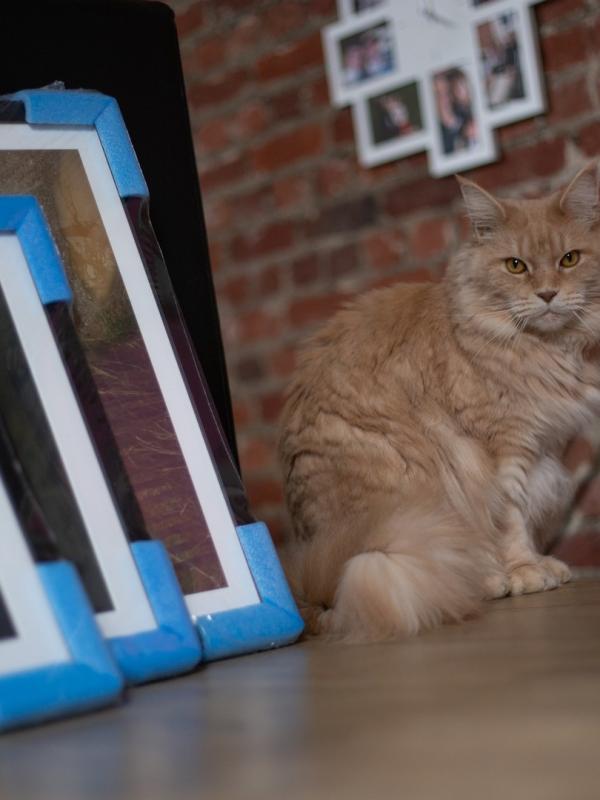 Marc Zommer  photographies 