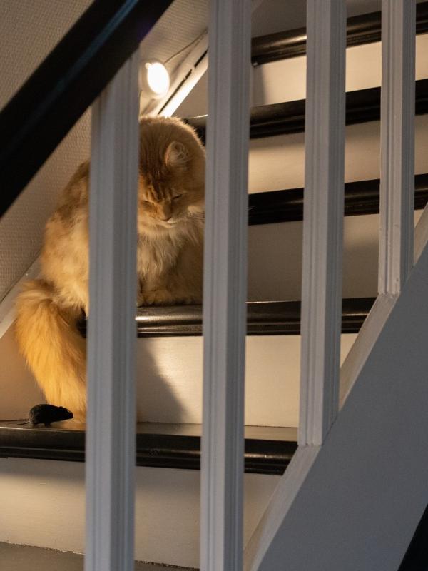 Marc Zommer  photographies 