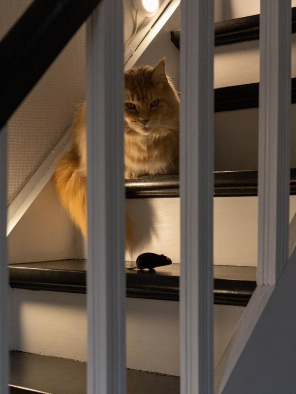 Marc Zommer  photographies 