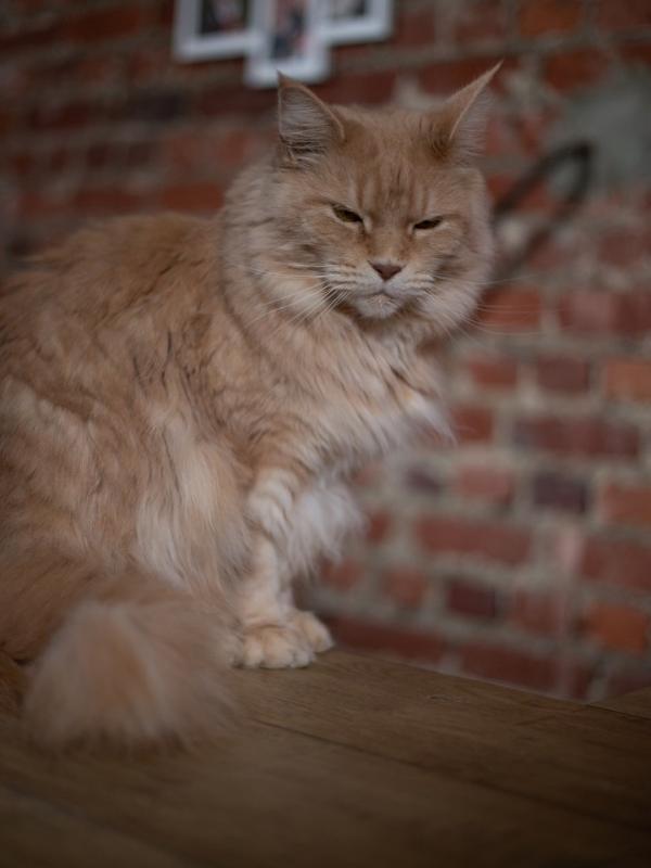 Marc Zommer  photographies 