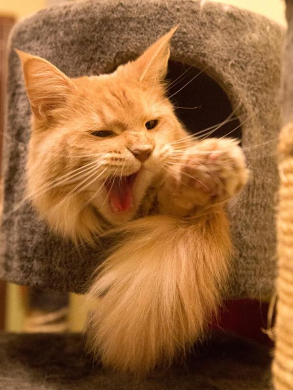 Votre animal de compagnie