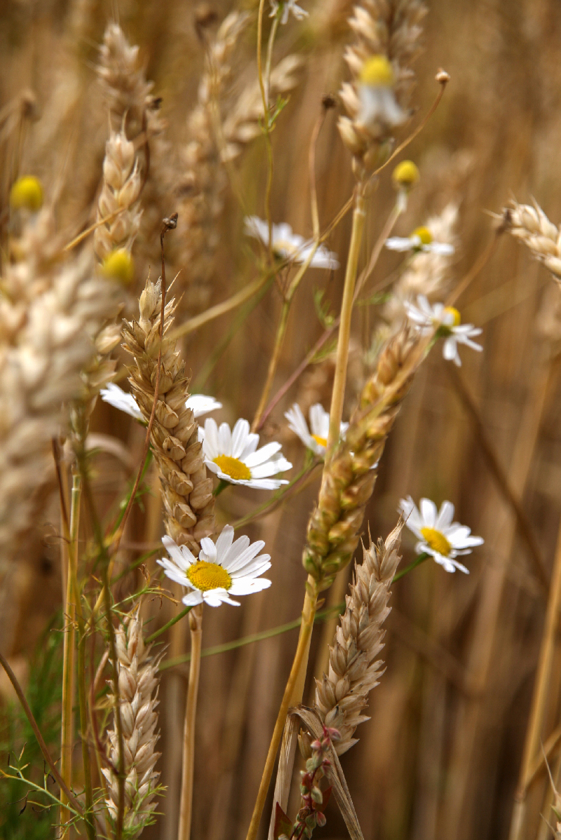 Nature - Marc Zommer Photographies 