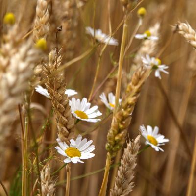 Nature - Marc Zommer Photographies 