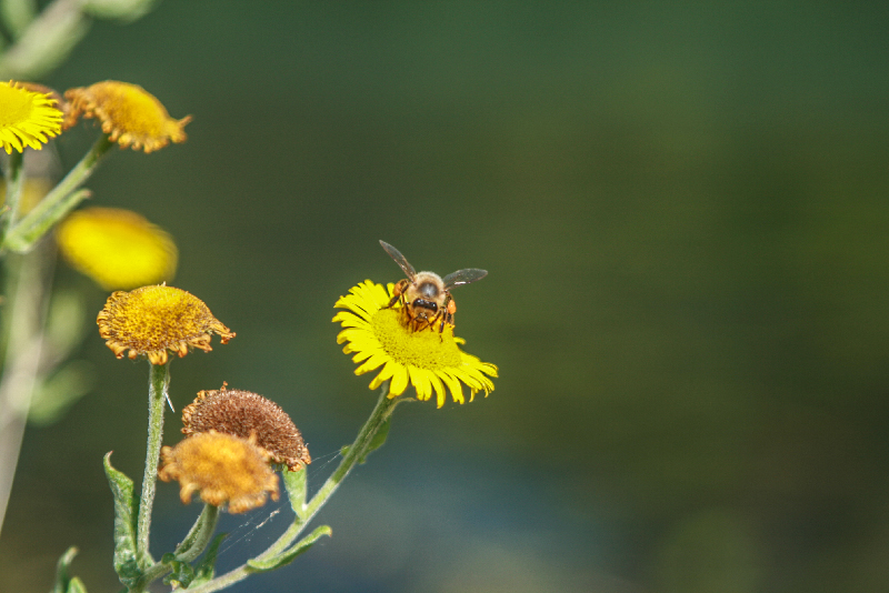 Nature - Marc Zommer Photographies 