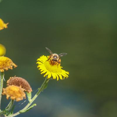 Nature - Marc Zommer Photographies 